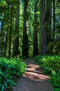 Jedediah Smith Redwoods-9807.jpg Jedediah Smith Redwoods-9807.jpg